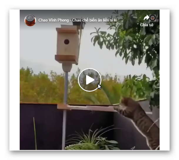 Cách trị boss phá tổ chim.